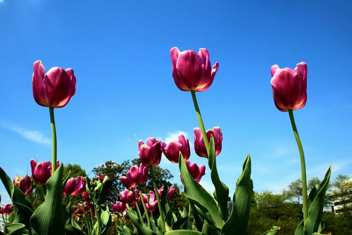Purple tulips against a blue sky