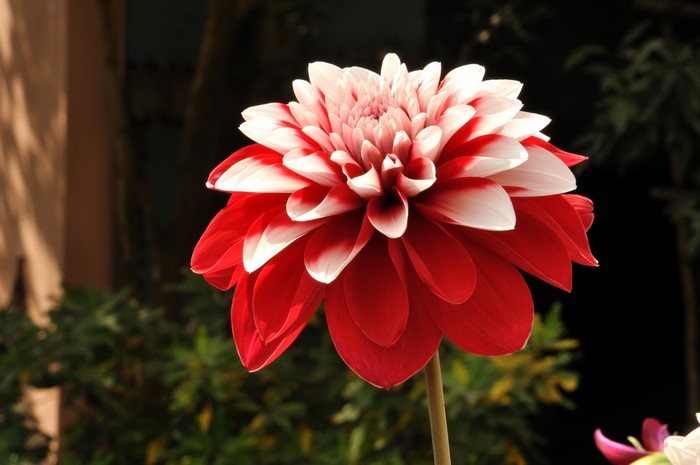Red and white dahlia flower