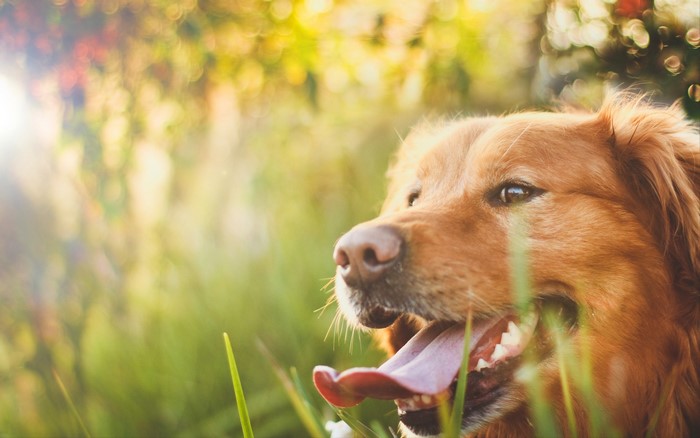 Golden Retriever Dog in Grass