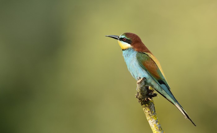 European Bee-eater bird perched on a branch