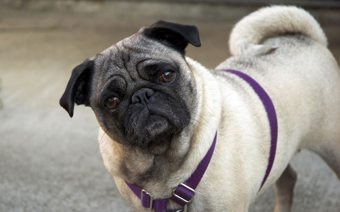 Pug wearing a purple harness