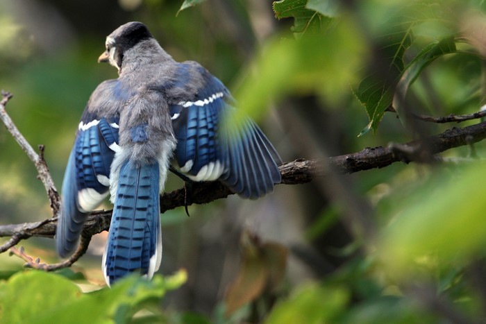 Blue Jay bird on a branch