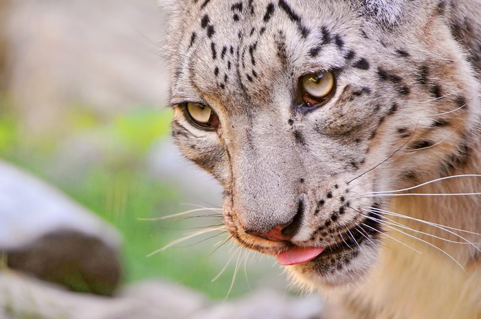 Close-up of a Snow Leopard's Face