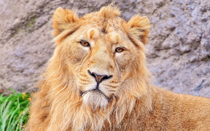 Close-up of a male lion's face