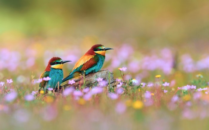 Two colorful European bee-eater birds on a log