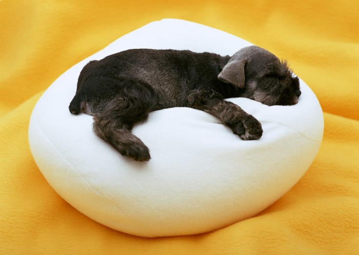 Black puppy sleeping on a white cushion