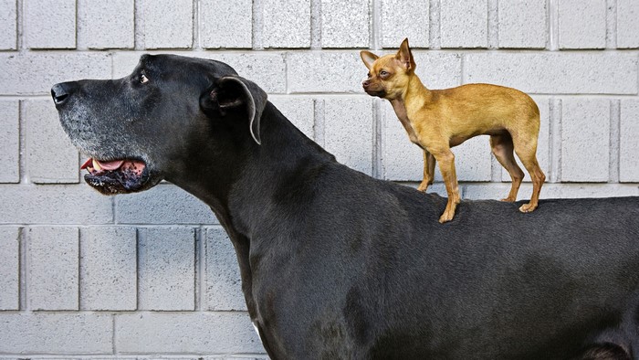 Great Dane with Chihuahua on its back
