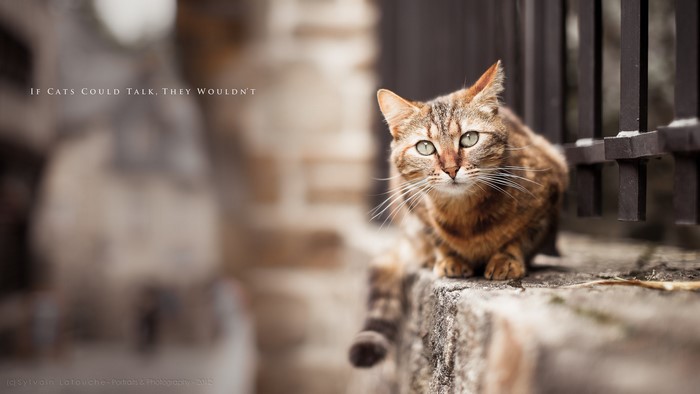 Cat sitting on a stone ledge with text overlay