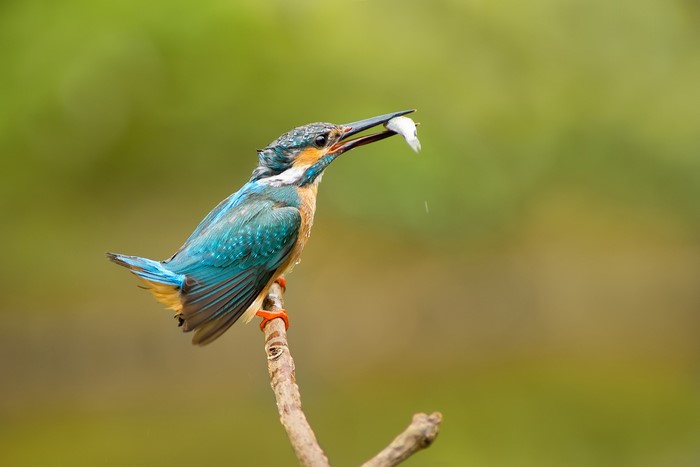 Common Kingfisher with a fish in its beak