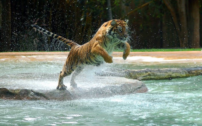 Tiger jumping into water