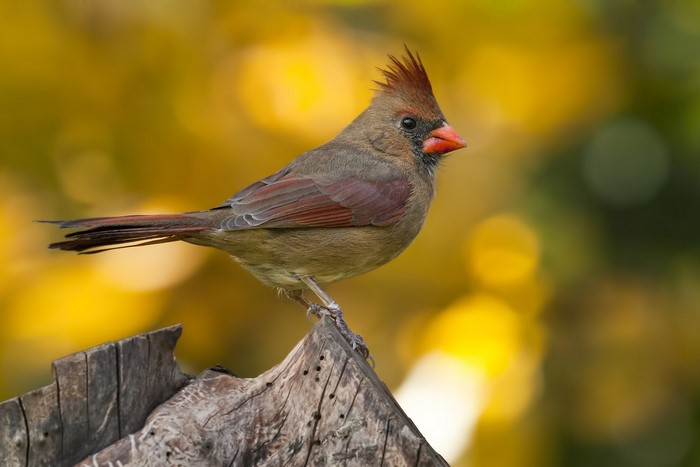 Female Northern Cardinal perched on wood