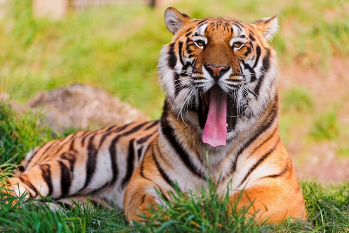 Tiger yawning in grass