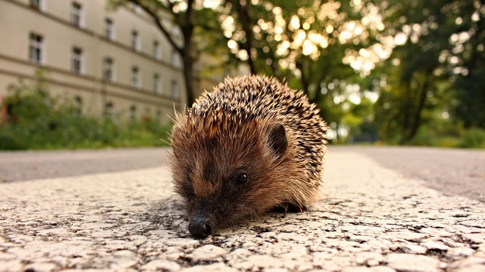 Hedgehog on a road in front of a building