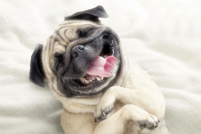 A happy pug dog lying on its back