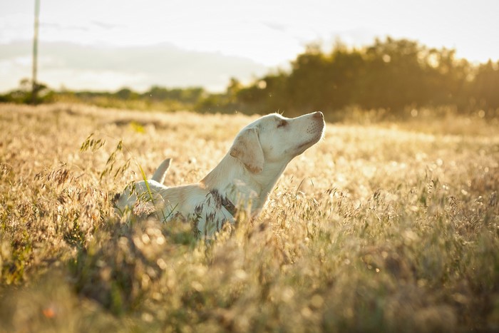 Yellow Labrador Retriever in a field at sunset