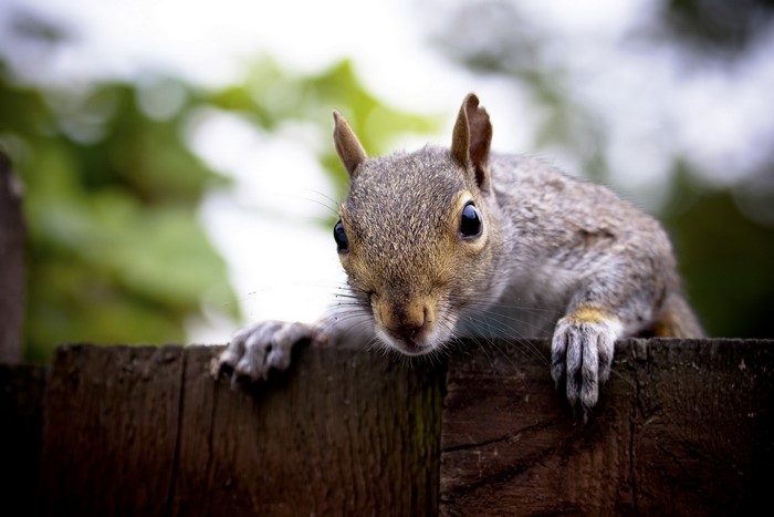 Squirrel on a wooden fence
