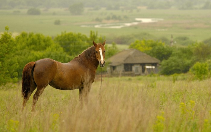 Brown horse in a field with a house