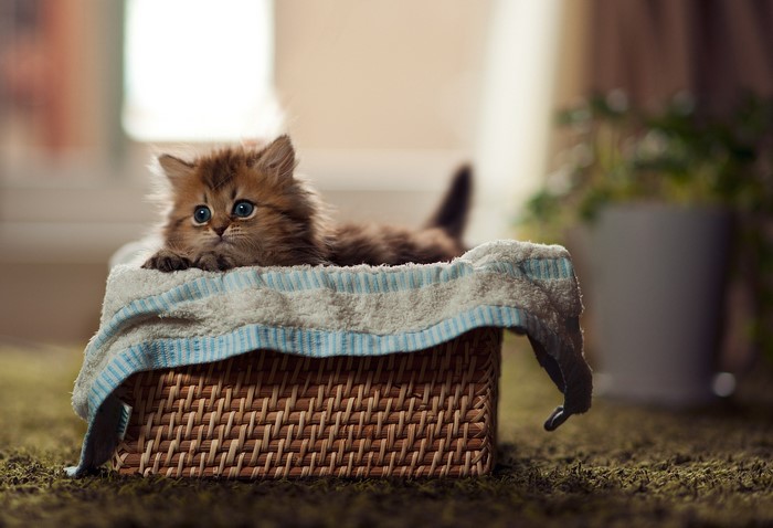 Fluffy kitten in a basket with a towel