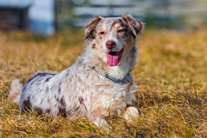 Merle Australian Shepherd dog lying in grass