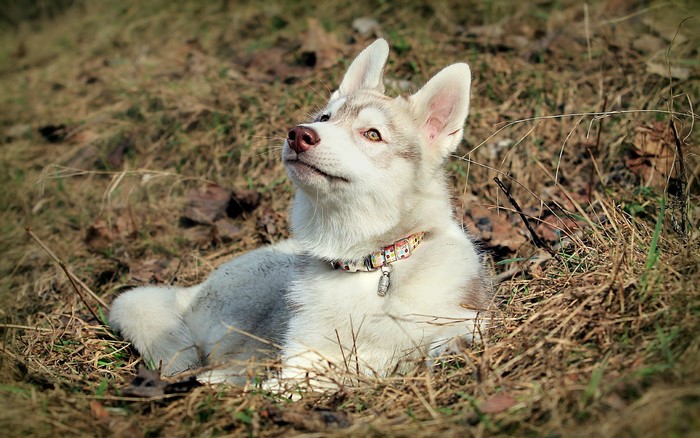 Husky puppy lying in dry grass