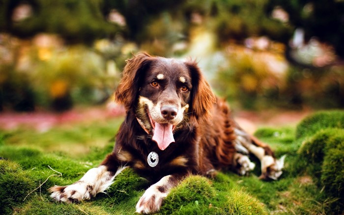 Brown dog with tan markings lying on grass