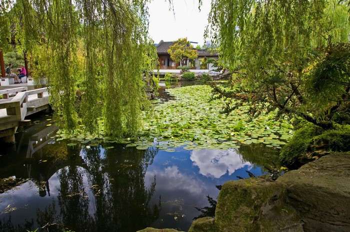 Chinese Garden with Pond and Willow Trees