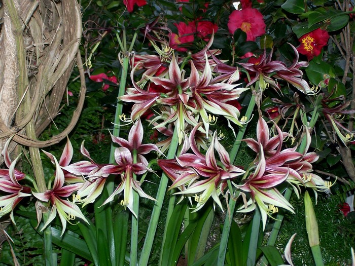 Amaryllis flowers with red camellias in background