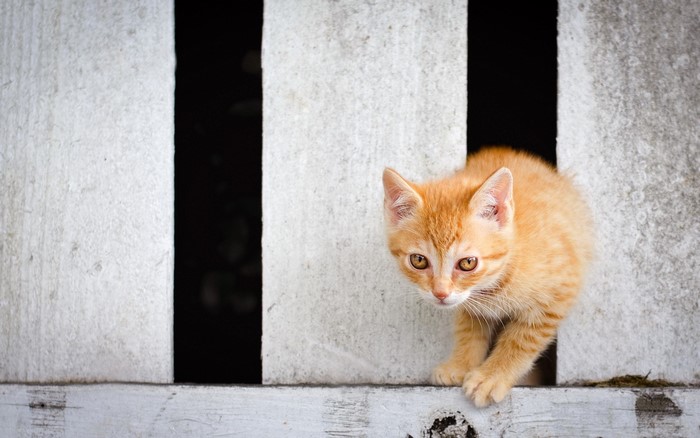Orange kitten peeking through a fence