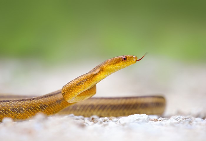 Yellow snake with forked tongue flicking