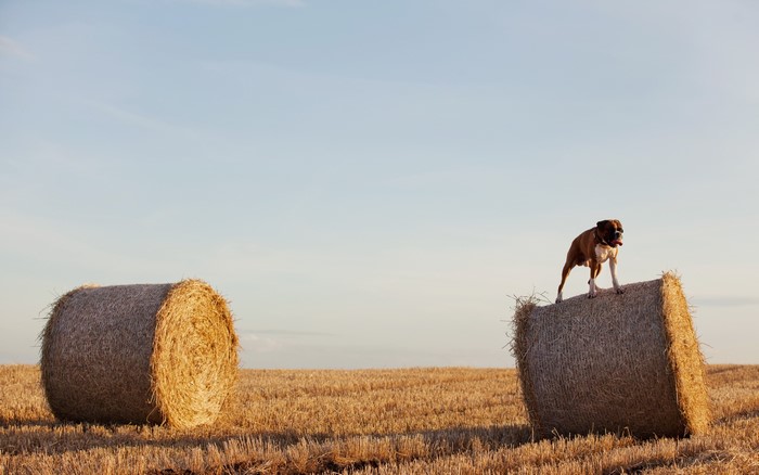 Boxer dog standing on a hay bale in a field