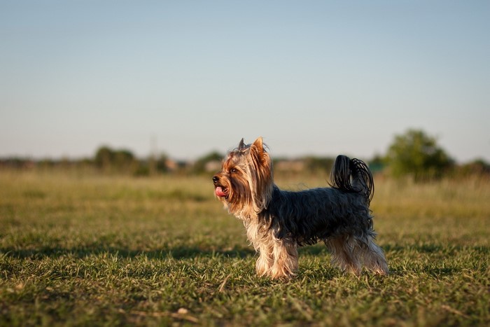 Yorkshire terrier dog standing in a grassy field