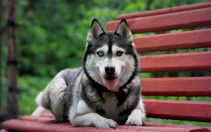 Husky dog with heterochromia on a bench