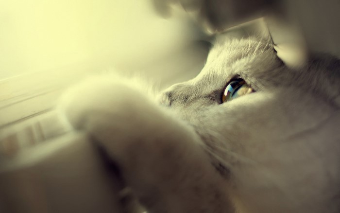 Close-up of a cat's eye and paw