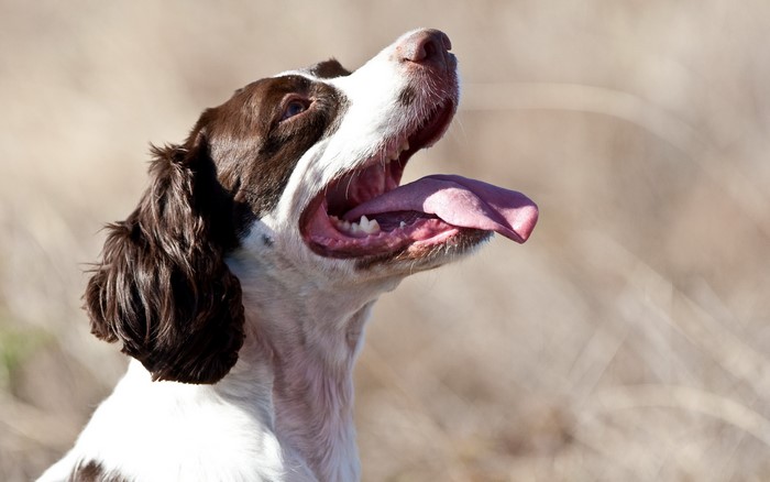 English Springer Spaniel panting outdoors