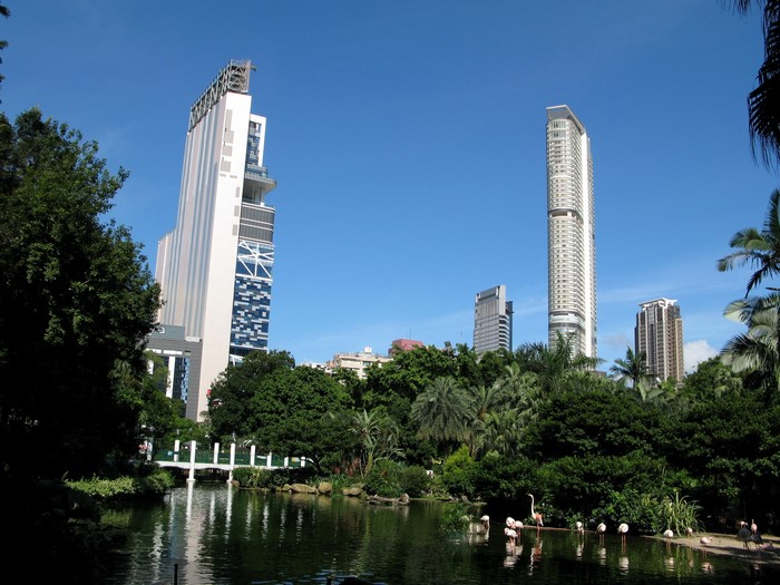 Flamingos in a park with skyscrapers in China