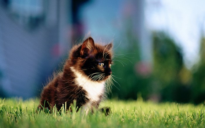 A black and white kitten sitting in grass