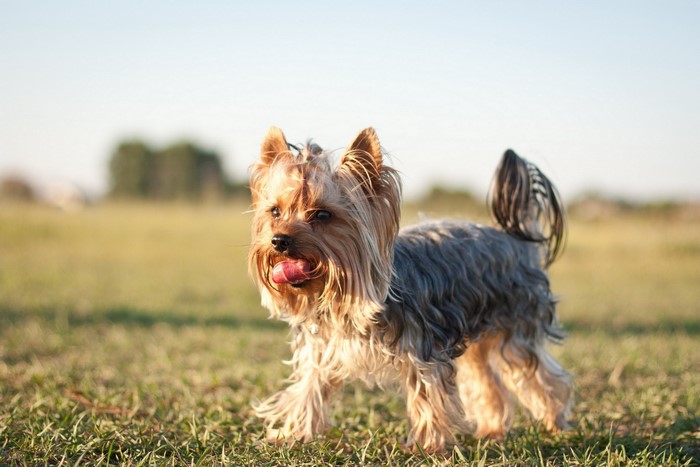 Yorkshire terrier dog in a grassy field
