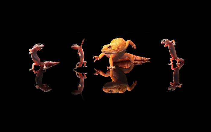 Four leopard geckos in dynamic poses on a black background