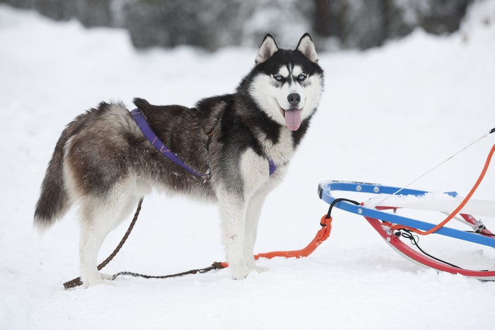 Husky dog with sled in snow