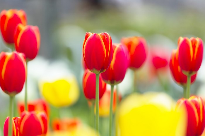 Red and yellow tulips in a garden