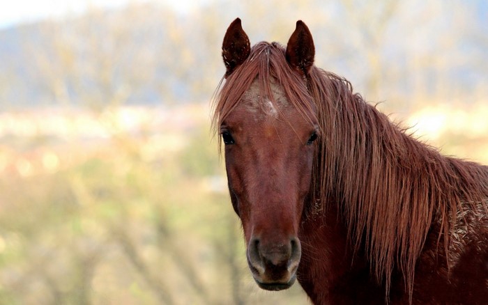 Close-up of a brown horse's head
