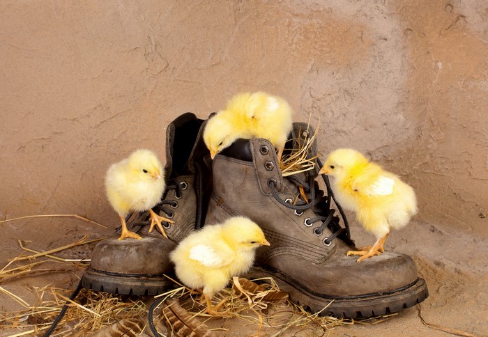 Chicks perched on old boots with straw