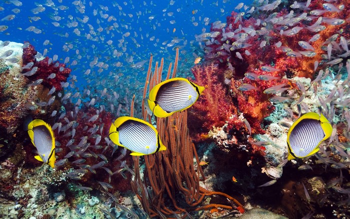 Butterflyfish swimming in a coral reef
