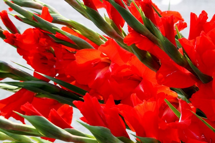 Red Gladioluses