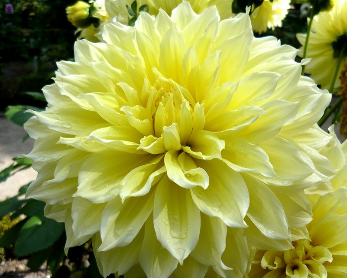 Kelvin Floodlight Dahlia flower