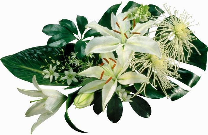White lilies and chrysanthemums in a bouquet