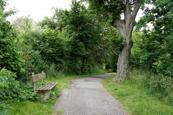 Park path with bench and trees