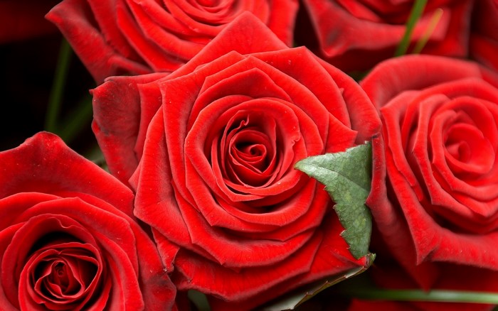 Close-up of red roses with green leaves