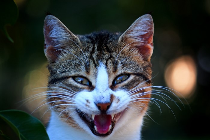 Close-up of a cat's face with mouth open