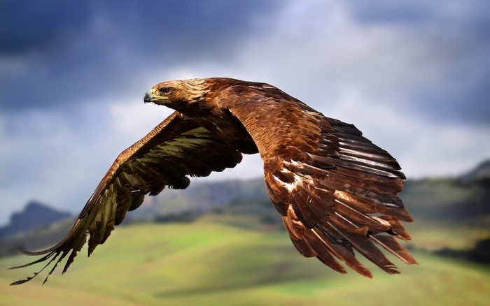 Golden eagle in flight over rolling hills
